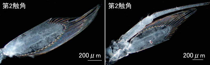 シリエラ (Siriella japonica sagamiensis) 