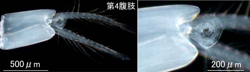 シリエラ(Siriella japonica) 