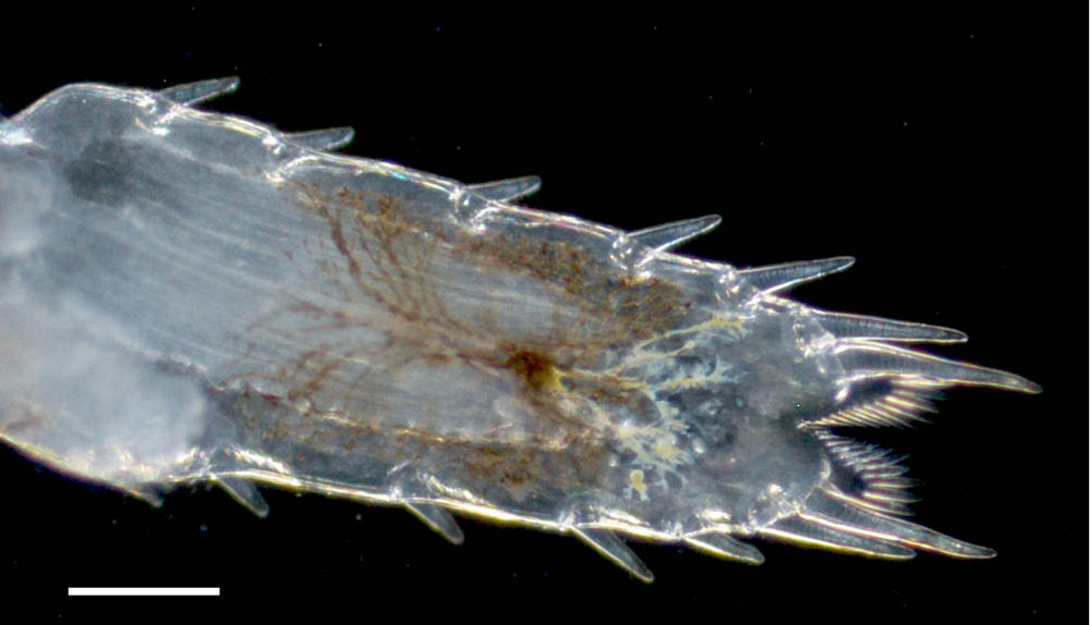 アミ目 アルケオミシス属（Archaeomysis sp.）の画像