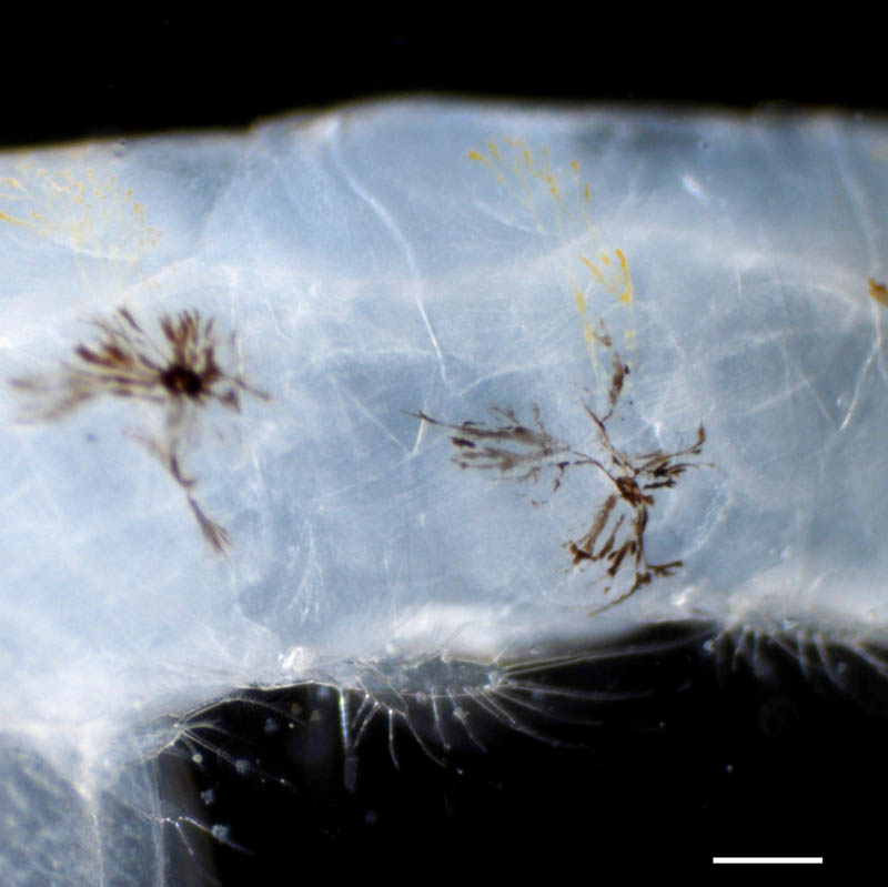 アミ目 アルケオミシス属（Archaeomysis sp.）の画像