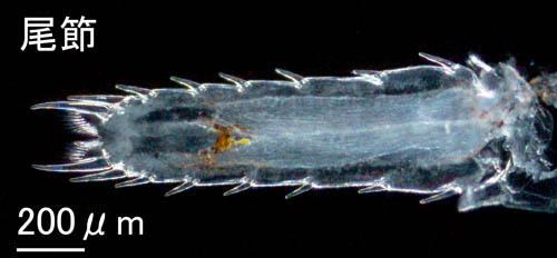 シキシマフクロアミ(Archeomysis vulgaris) 