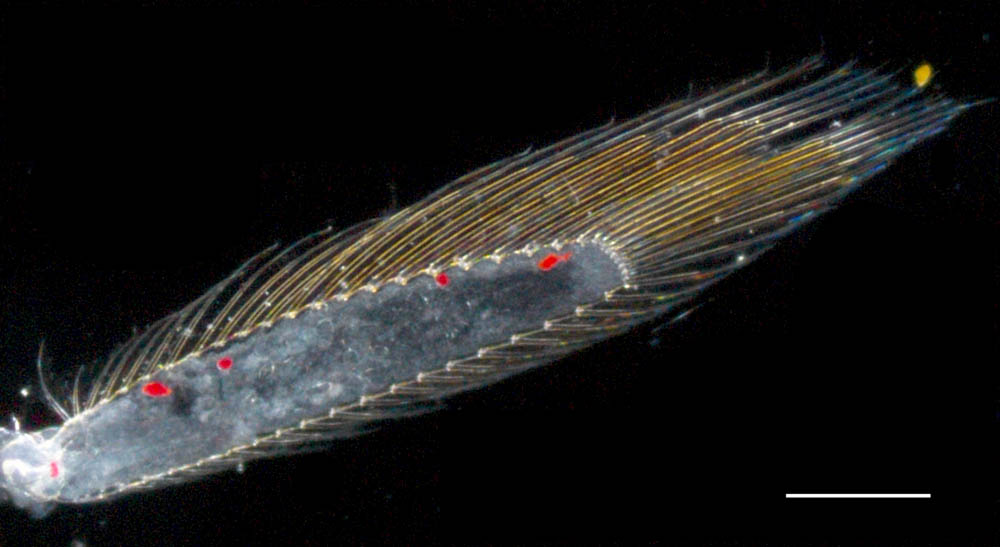 アミ目 ヒペレリスロプス属（Hypererythrops sp.）の画像