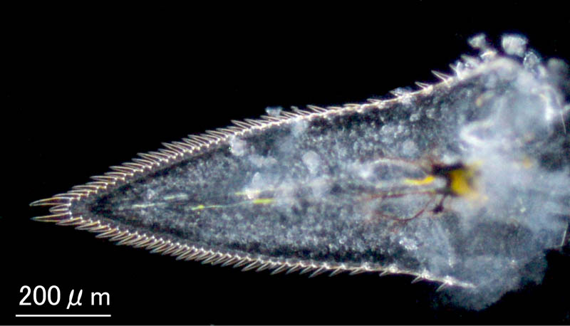 ニホンイサザアミ（Neomysis japonica）の画像