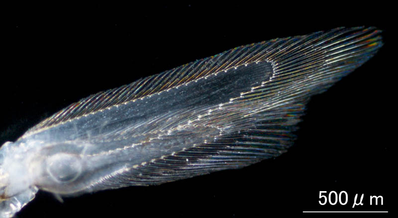クロイサザアミ（Neomysis awatschensis）の画像