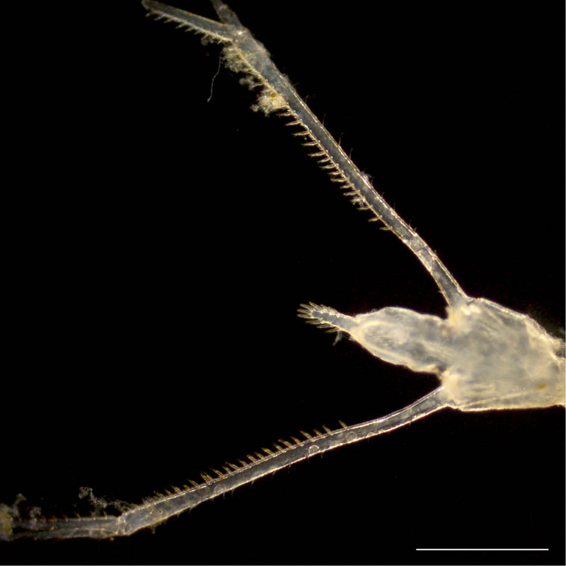 サザナミクーマ（Dimorphostylis sp.）の画像