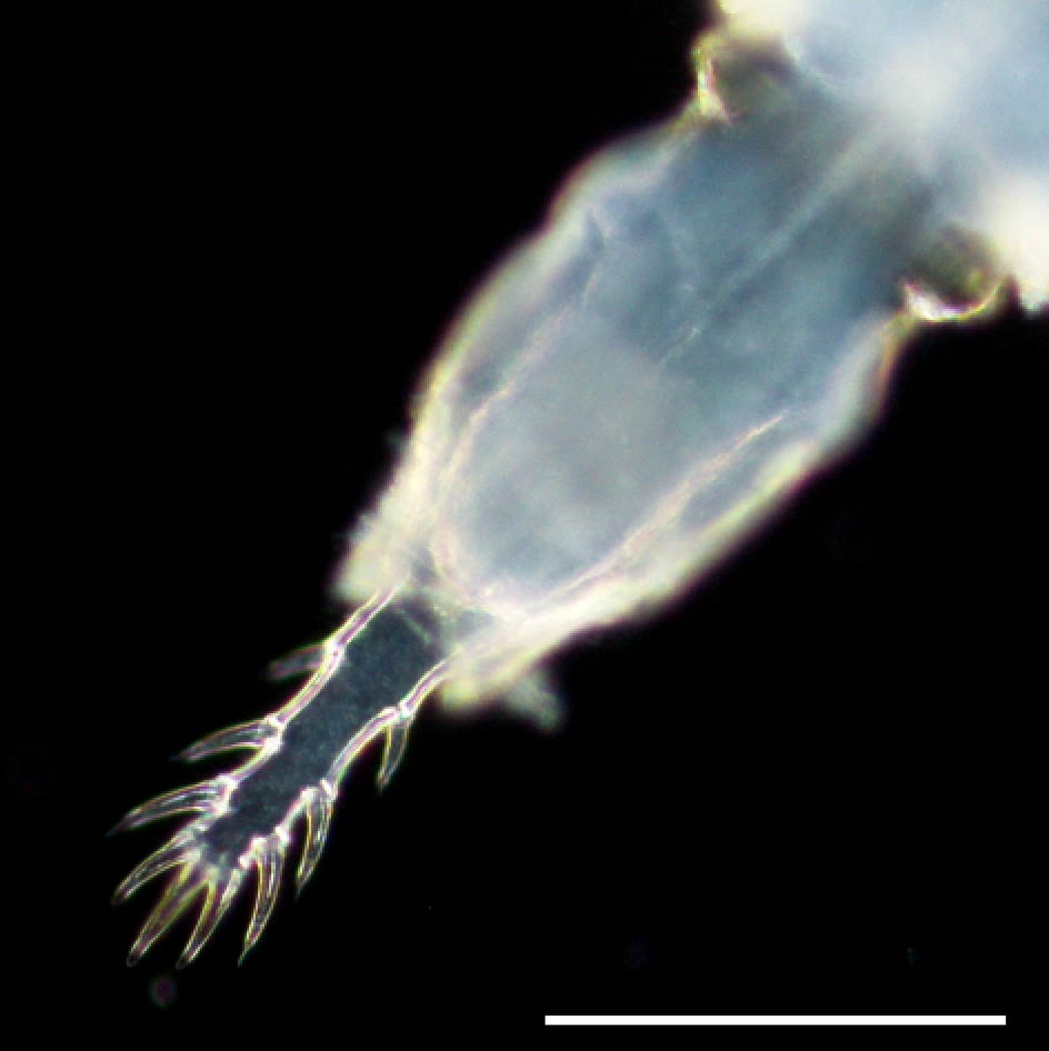 サザナミクーマ（Dimorphostylis sp.）の画像