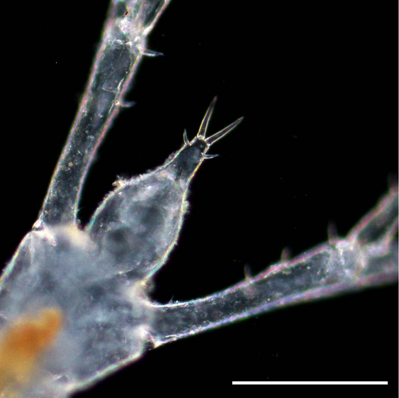 ミツオビクーマ（Diastylis tricincta）の画像