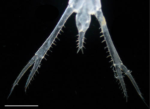 ミツオビクーマ（Diastylis tricincta）