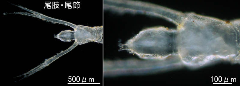 トゲサザナミクーマ (Dimorphostylis echinata)