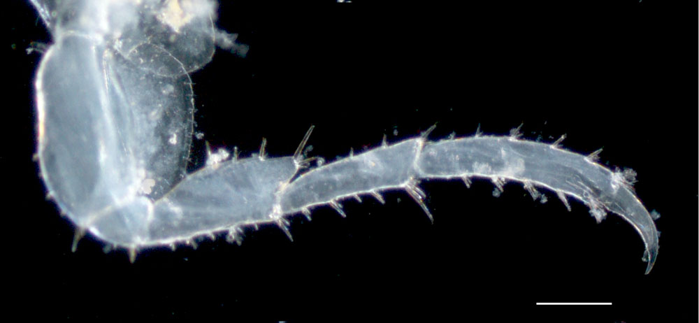 アゴナガヨコエビ科（Pontogeneiidae）の画像
