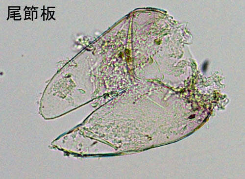 ASiKRGr1(Pontogeneia sp.B)
