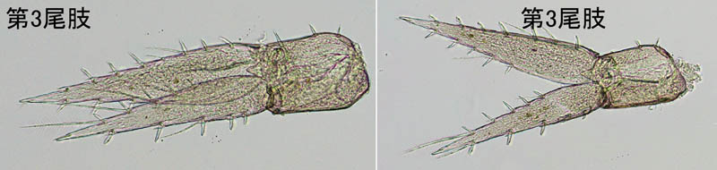 ASiKRGr1(Pontogeneia sp.B)