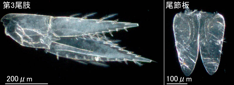 アゴナガヨコエビ属の1種(Pontogeneia sp.B)