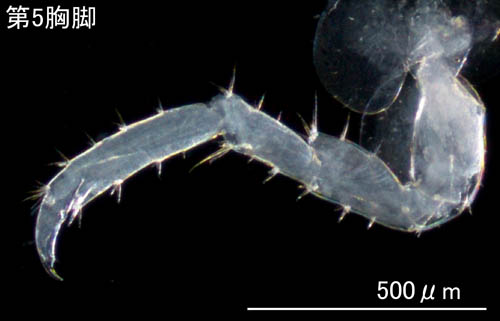 ASiKRGr1(Pontogeneia sp.C)