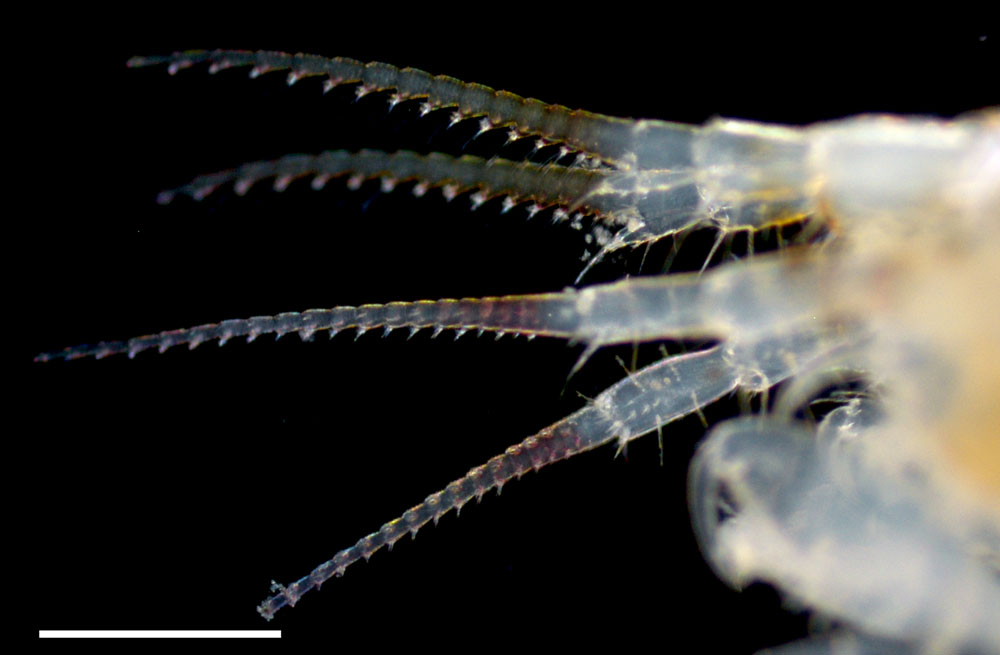 アゴナガヨコエビ科（Pontogeneiidae）の画像