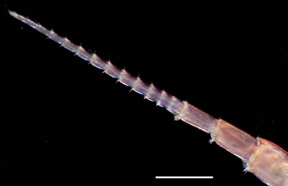 フサゲモクズ（Hyale barbicornis）の画像