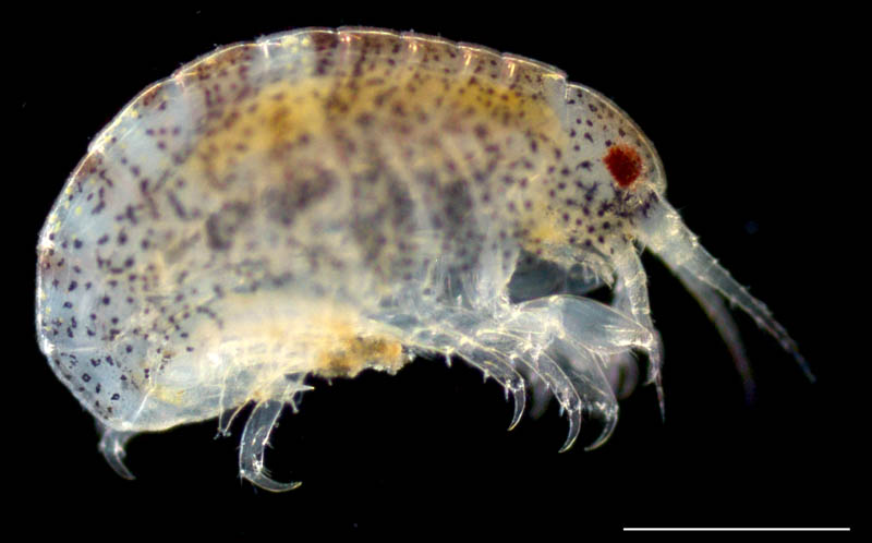 チビヨコエビ科（Amphilochidae）の1種の画像