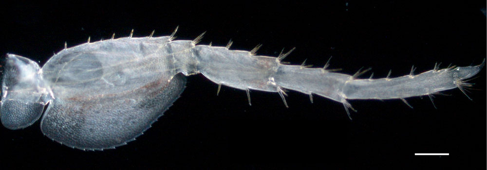 メリタヨコエビ属（Melita sp.1）の画像