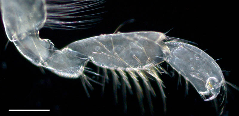 メリタヨコエビ属（Melita sp.1）の画像