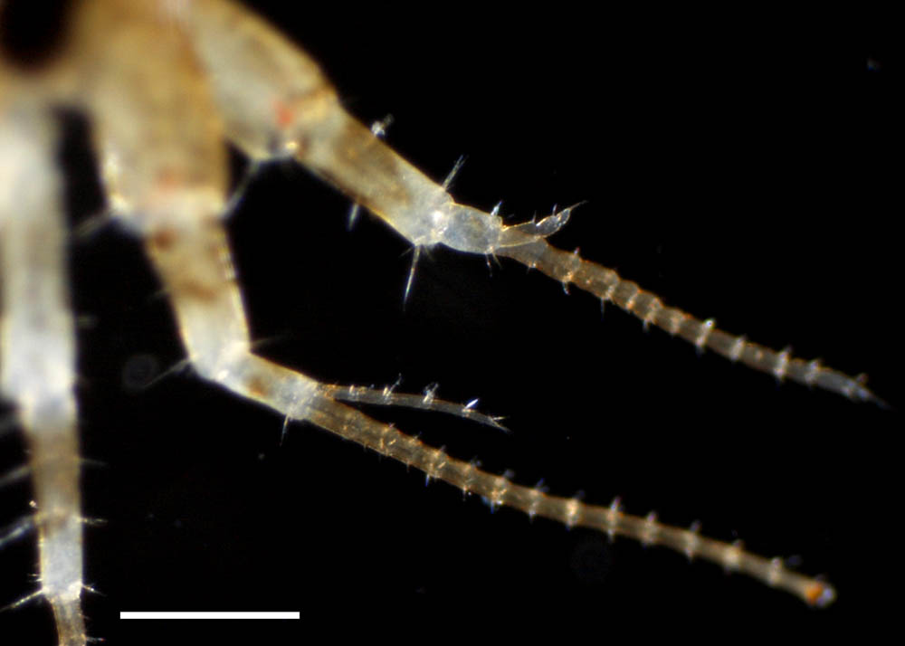 メリタヨコエビ科（Melitidae）の画像