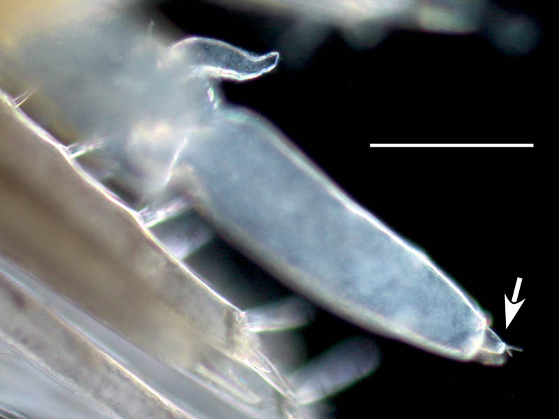 ヤシャヒメヨコエビ属（Abludomelita sp.1）の画像