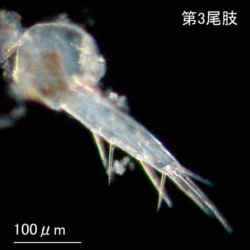 ニホンドロソコエビ（Grandidierella japonica）新潟・秋田産の画像集