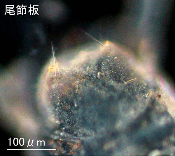 ニホンドロソコエビ（Grandidierella japonica）新潟・秋田タイプの画像集