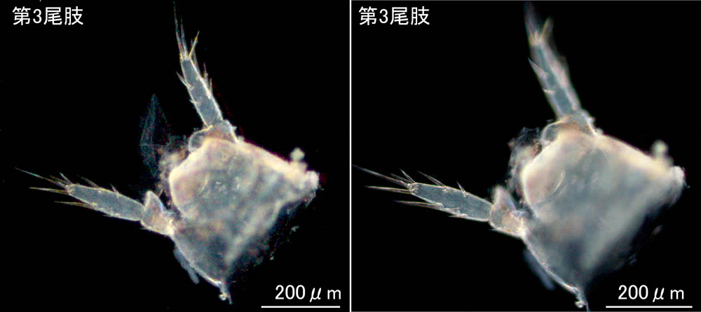 ニホンドロソコエビ（Grandidierella japonica）新潟・秋田産の画像集