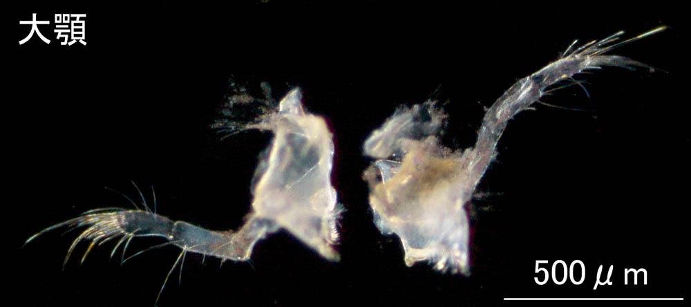 ニホンドロソコエビ（Grandidierella japonica）新潟・秋田タイプの画像集