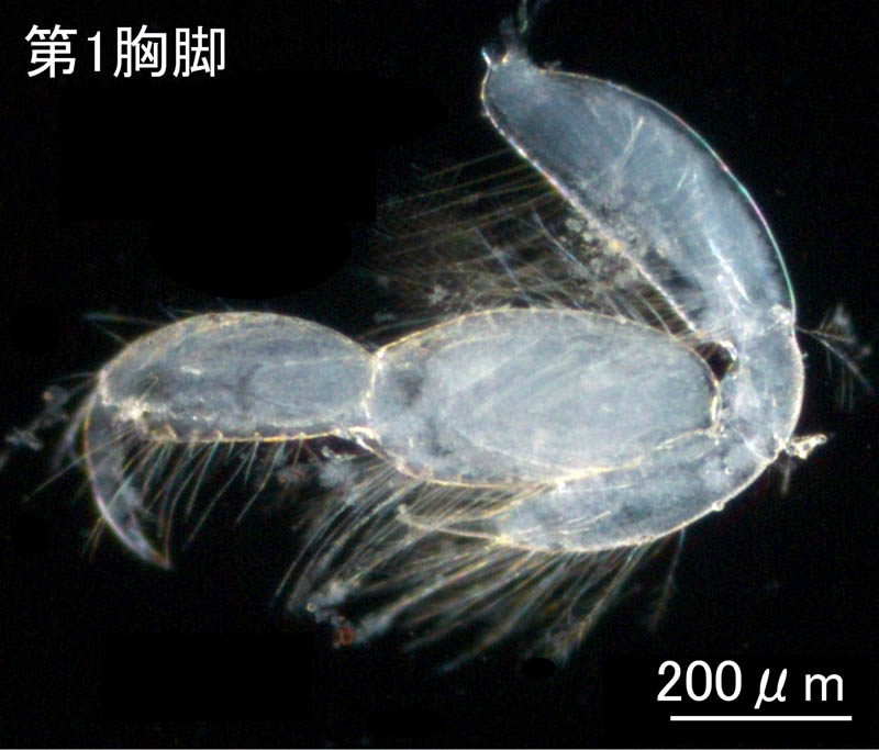 ケナガブラブラソコエビ（Aoroides longimerus）の画像