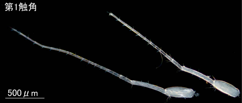 ケナガブラブラソコエビ（Aoroides longimerus）の画像