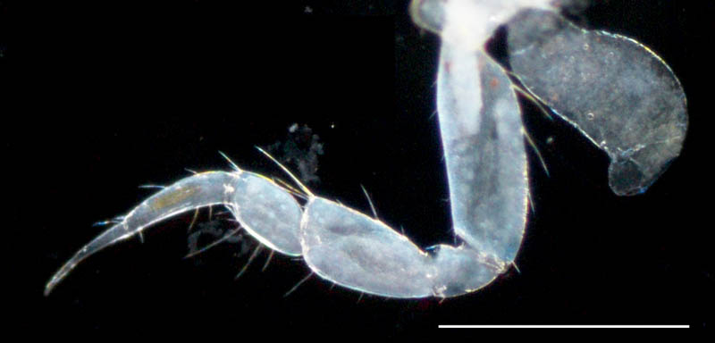 ドロソコエビ属（Grandidierella sp.）の画像