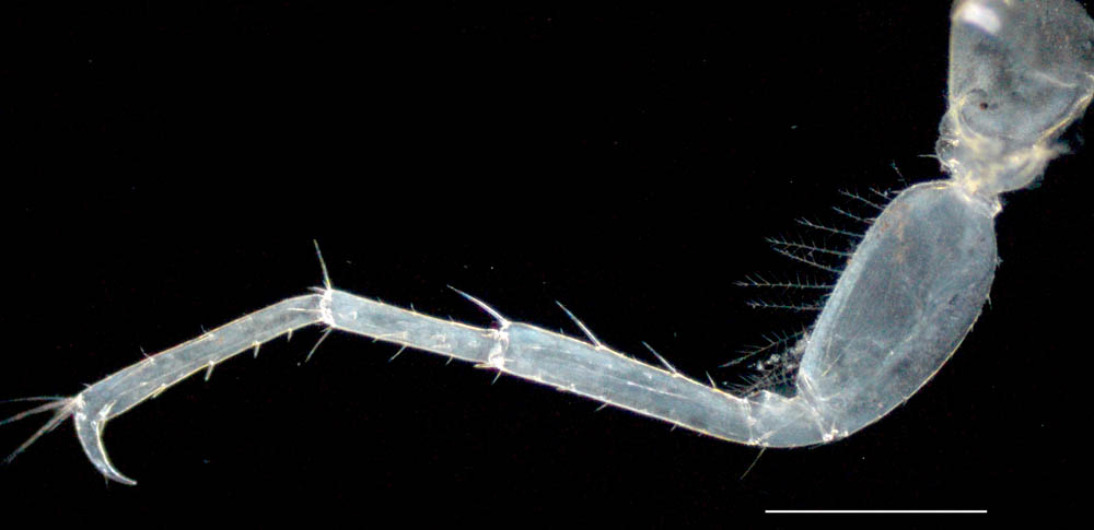 ドロソコエビ属（Grandidierella sp.）の画像