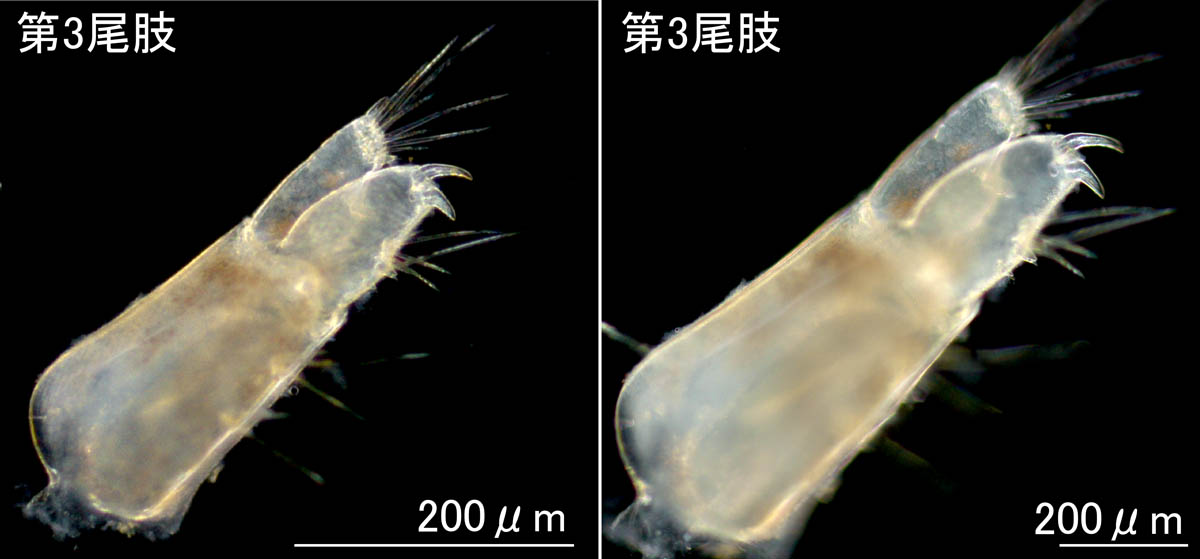 ヒゲナガヨコエビ科 sp.B 新潟タイプの画像