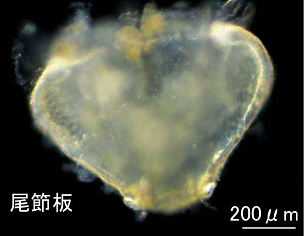 イッケヒゲナガヨコエビ（Peramphithoe sp1）の画像