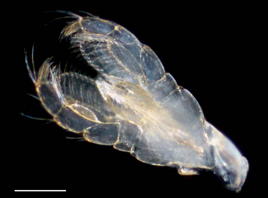 イッケヒゲナガヨコエビ属（Peramphithoe sp.）の画像