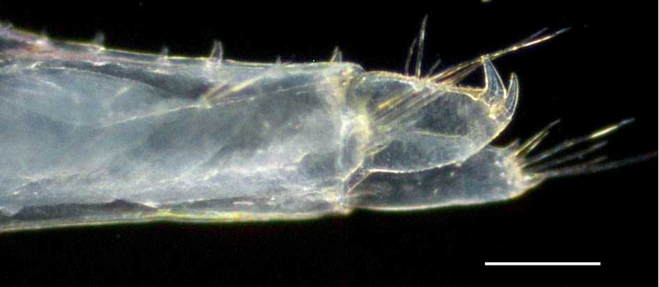 ヒゲナガヨコエビ属（Ampithoe sp.）の画像