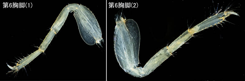 ニッポンモバヨコエビ（Ampithoe lacertosa）
