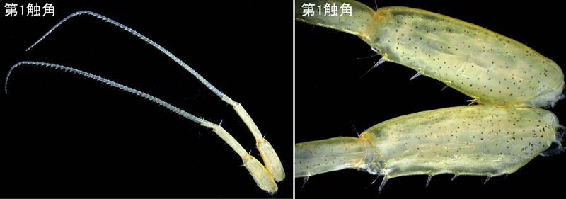 ニッポンモバヨコエビ（Ampithoe lacertosa）