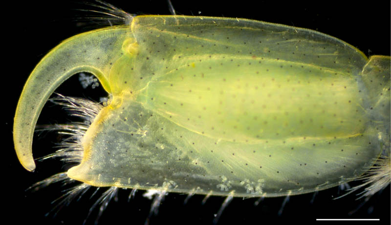 ヒゲナガヨコエビ属（Ampithoe sp.）の画像