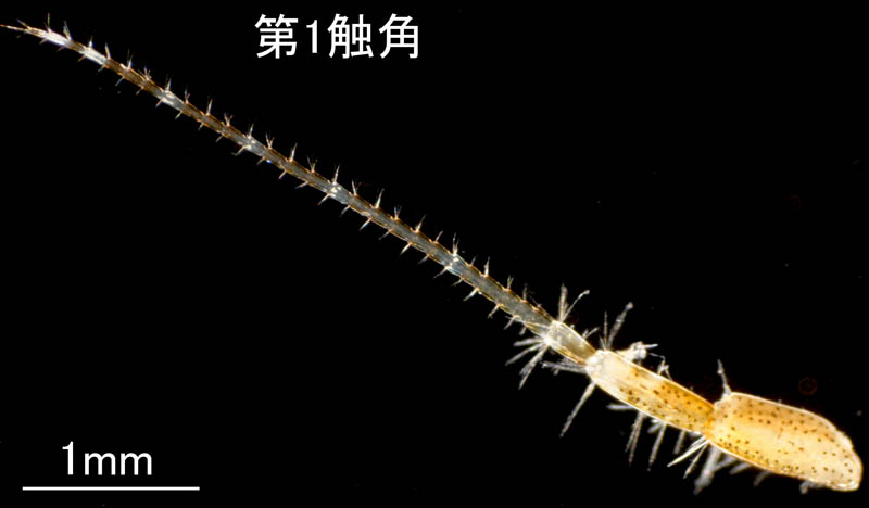 ヒゲナガヨコエビ科 sp.E 茨城タイプの画像