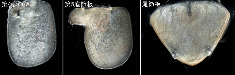 コウライヒゲナガ(Pleonexes koreana) 