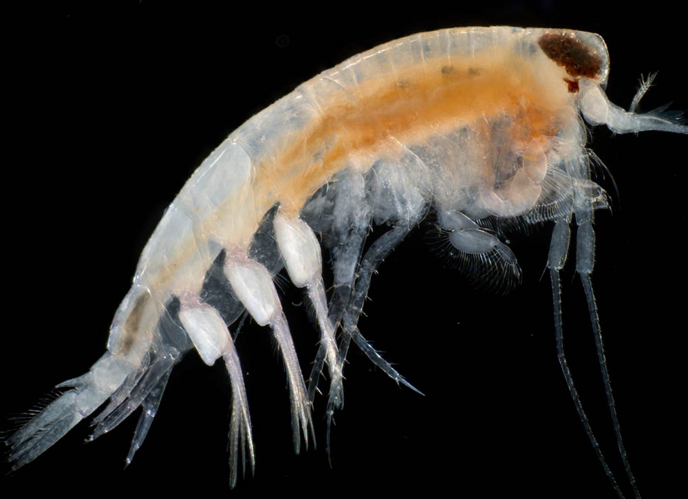 フクスケヨコエビ (Synopia ultramarina)