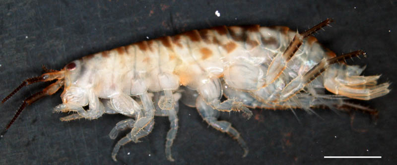 ヒメハマトビムシ（Platorchestia platensis）の画像