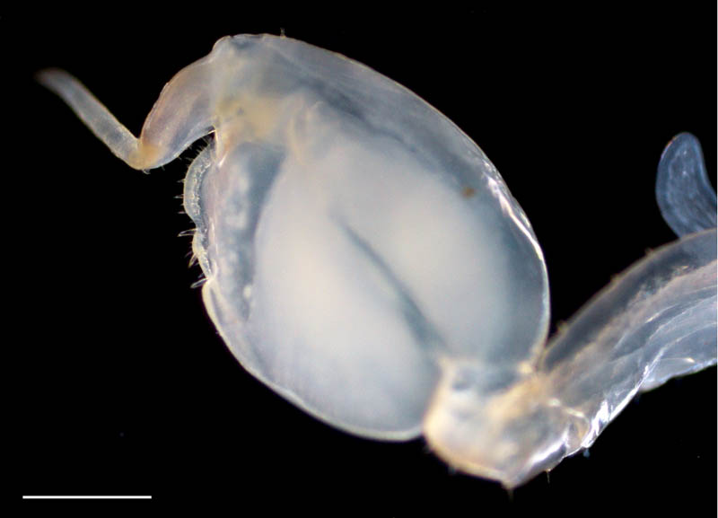 ヒメハマトビムシ（Platorchestia platensis）の画像
