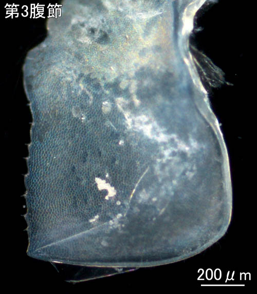ヒメハマトビムシ種群の1種 （Platorchestia sp.）