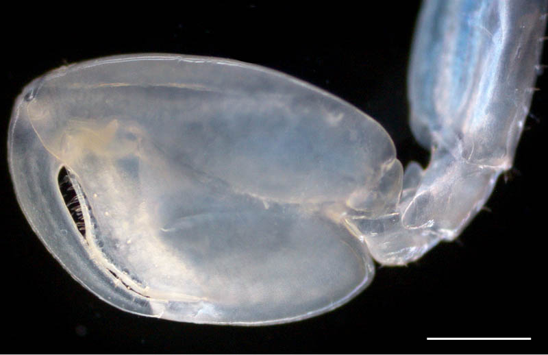 ニホンヒメハマトビムシ（Platorchestia pachypus）
