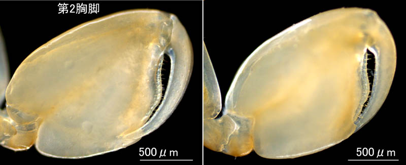ニホンヒメハマトビムシ（Platorchestia pachypus）
