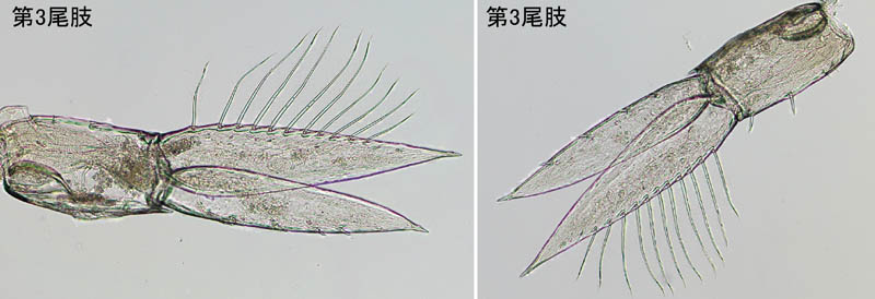 ホヤノカンノン属の1種 (Polycheria sp.)