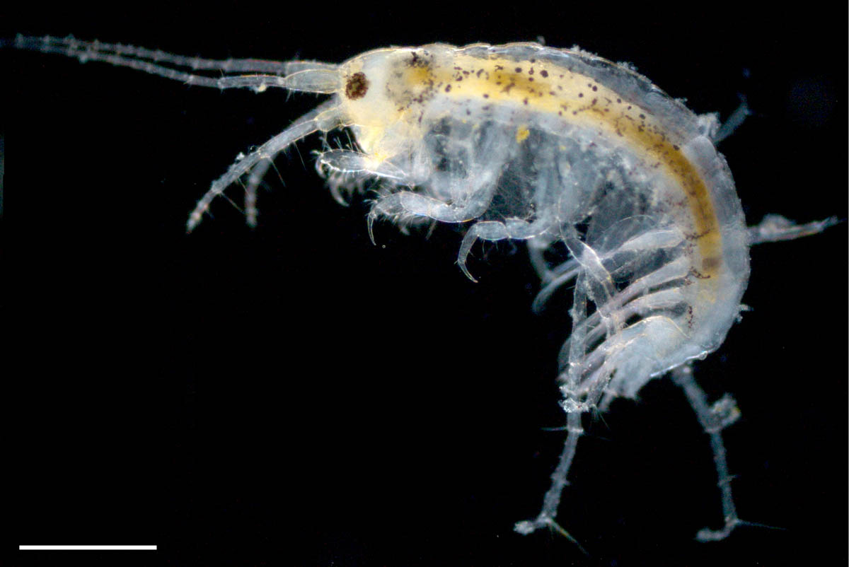 ユンボソコエビ科（Aoridae）の画像